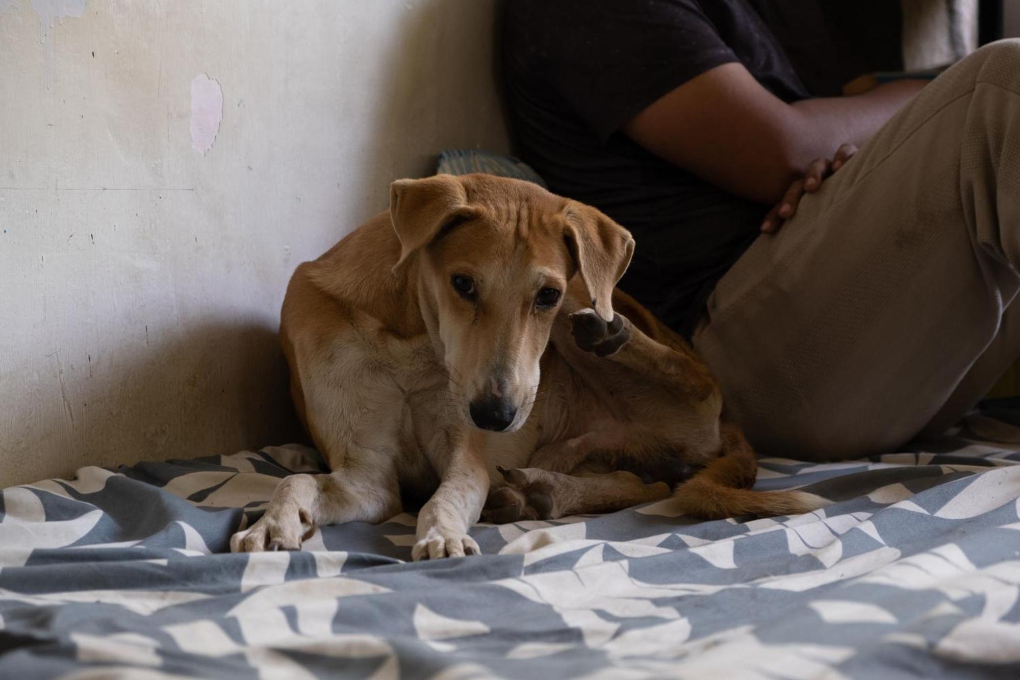 Hearthspace Hampi - Small Home, A Low-Impact Backpackers Hostel Luaran gambar